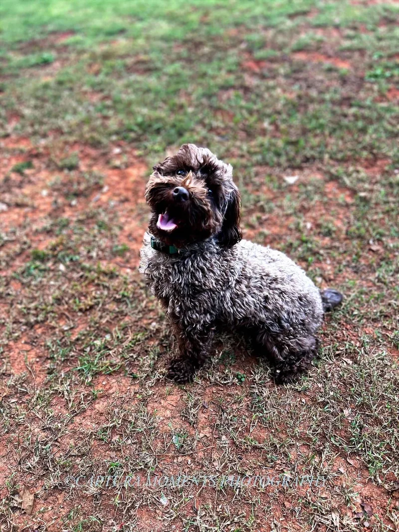 Cooper thumbnail 2