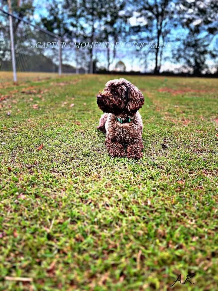 Cooper thumbnail 3