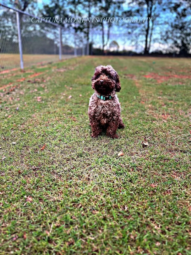 Cooper thumbnail 4