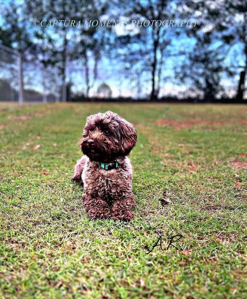 Cooper thumbnail 5