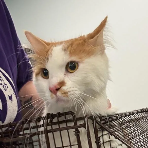 An adult small-sized male Domestic Medium Hair cat named Bernie for adoption in Des Moines, IA
