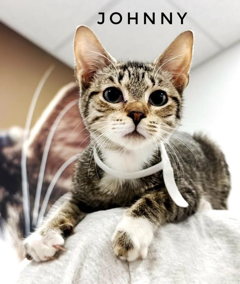 A baby small-sized male Tabby (Brown / Chocolate) Domestic Short Hair cat named Johnny for adoption in Deland, FL