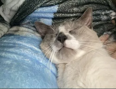An adult medium-sized male Cream Point Domestic Short Hair cat named Leo for adoption in Liverpool, TX