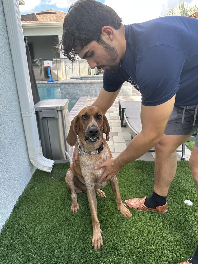 An adult large-sized male Coonhound dog named Valentino for adoption in Lakeland, FL
