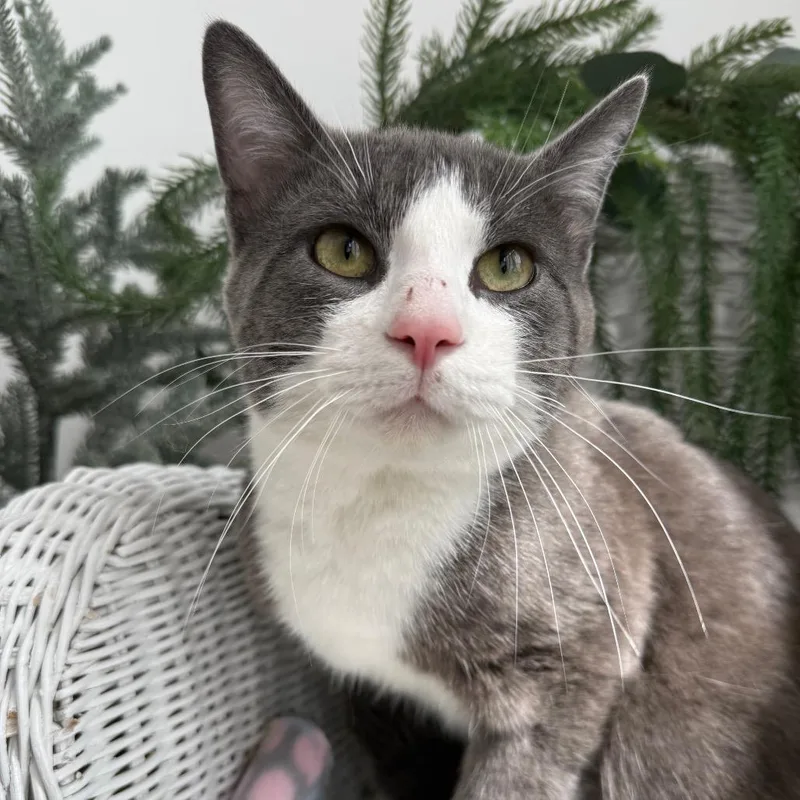 A young large-sized male Gray / Blue / Silver Domestic Short Hair cat named Charms K Anderson for adoption in Eaton Rapids, MI