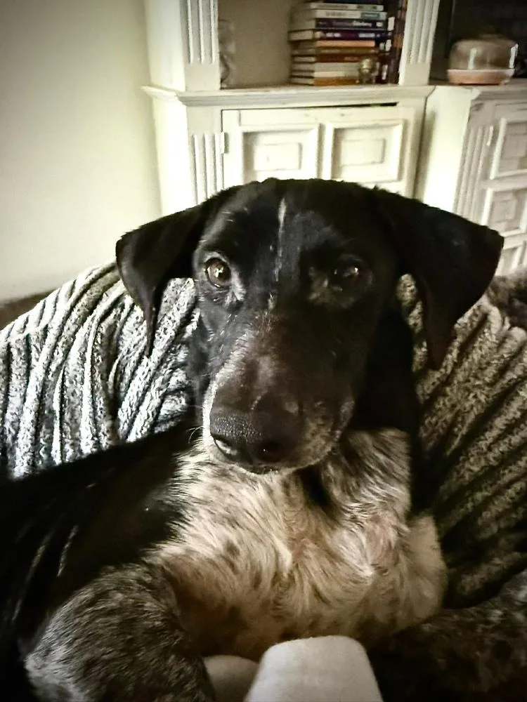Arlo
