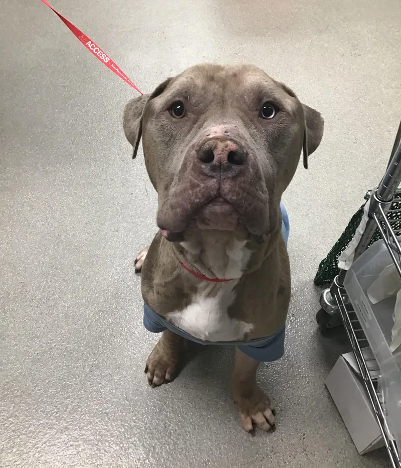 A young extra large-sized male Gray / Blue / Silver Pit Bull Terrier dog named Ralphie for adoption in Santa Rosa Valley, CA