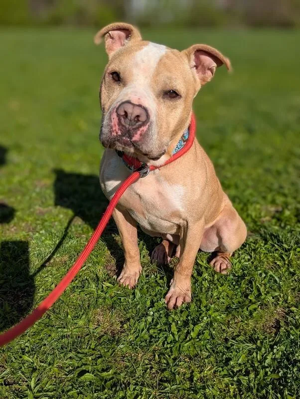 An adult large-sized male Golden Mixed Breed dog named Louie for adoption in Cincinnati, OH