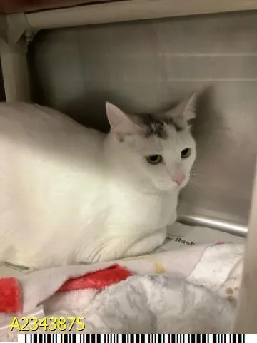 A young extra large-sized female Domestic Short Hair cat named Ginger for adoption in West Palm Beach, FL