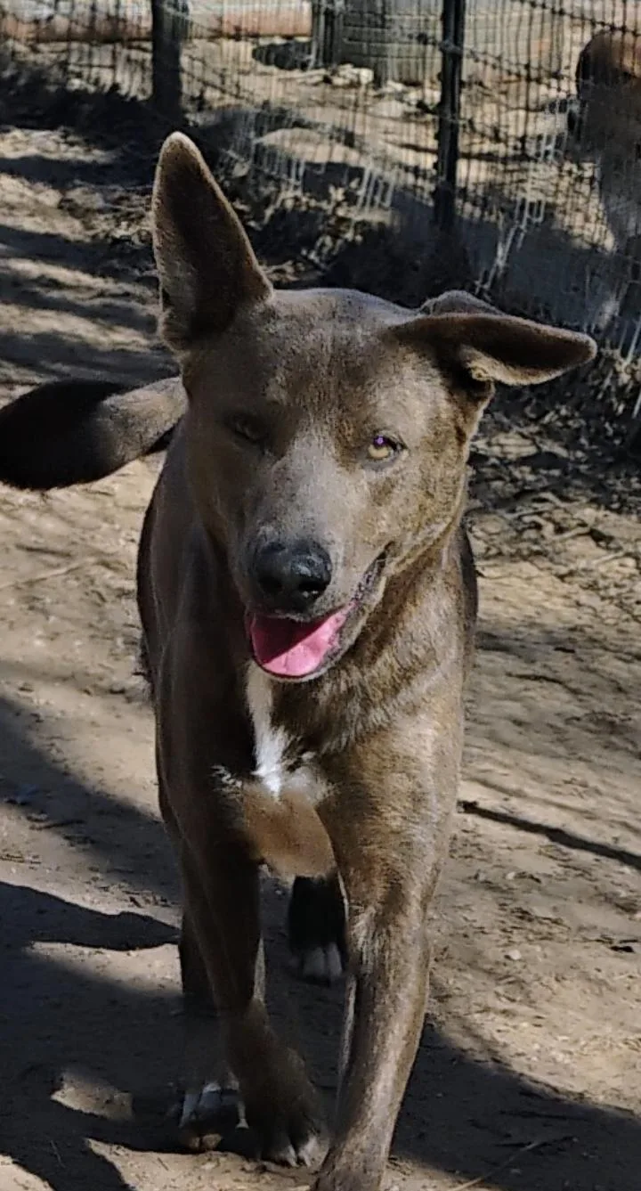 A young large-sized male Brindle Pit Bull Terrier dog named Duke for adoption in Saint Jo, TX