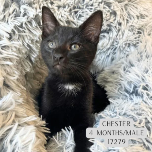 A young medium-sized male Black Domestic Short Hair cat named Chester for adoption in Supply, NC