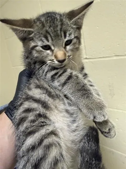 A baby small-sized female Domestic Short Hair cat named Marie for adoption in Sacramento, CA