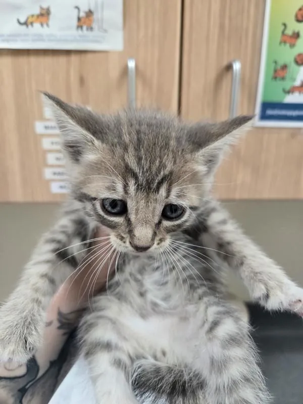 A baby small-sized male Domestic Short Hair cat named Joey for adoption in Kennewick, WA