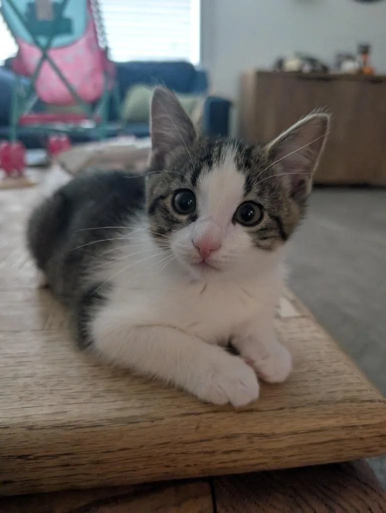 A baby medium-sized female Domestic Short Hair cat named Sprite for adoption in Logan, UT