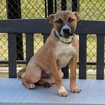 A young medium-sized male Brown / Chocolate Pit Bull Terrier dog named Moe for adoption in Greensboro, NC