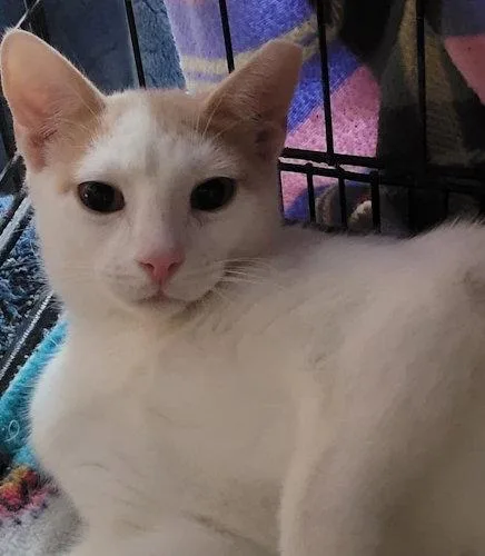 A young medium-sized male Domestic Short Hair cat named Stevie PSP for adoption in Oakland Park, FL