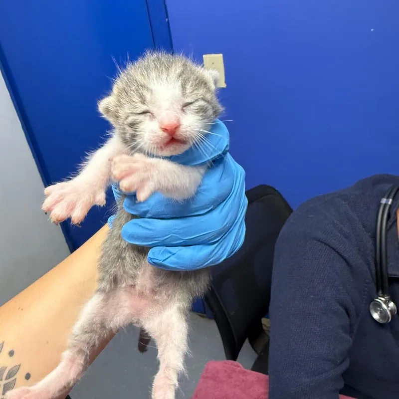 A baby small-sized male White Domestic Short Hair cat named Paul for adoption in Wahiawa, HI