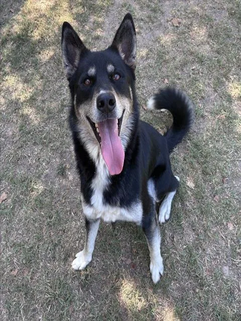 An adult medium-sized male Shepherd dog named Dan for adoption in Riverside, CA