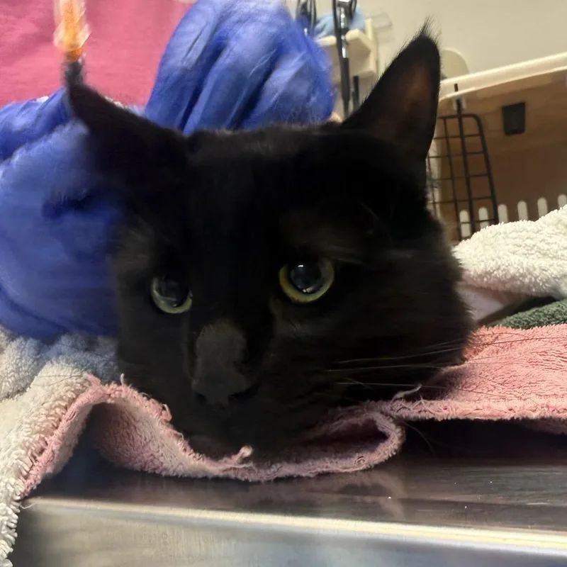 An adult medium-sized male Black Domestic Long Hair cat named Carraway for adoption in Great Falls, MT