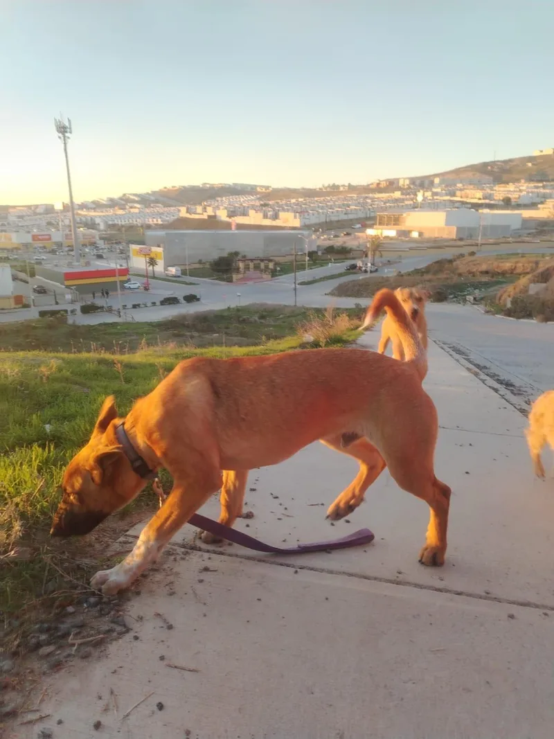 A young medium-sized male Apricot / Beige Black Mouth Cur dog named Abelito for adoption in Chula Vista, CA