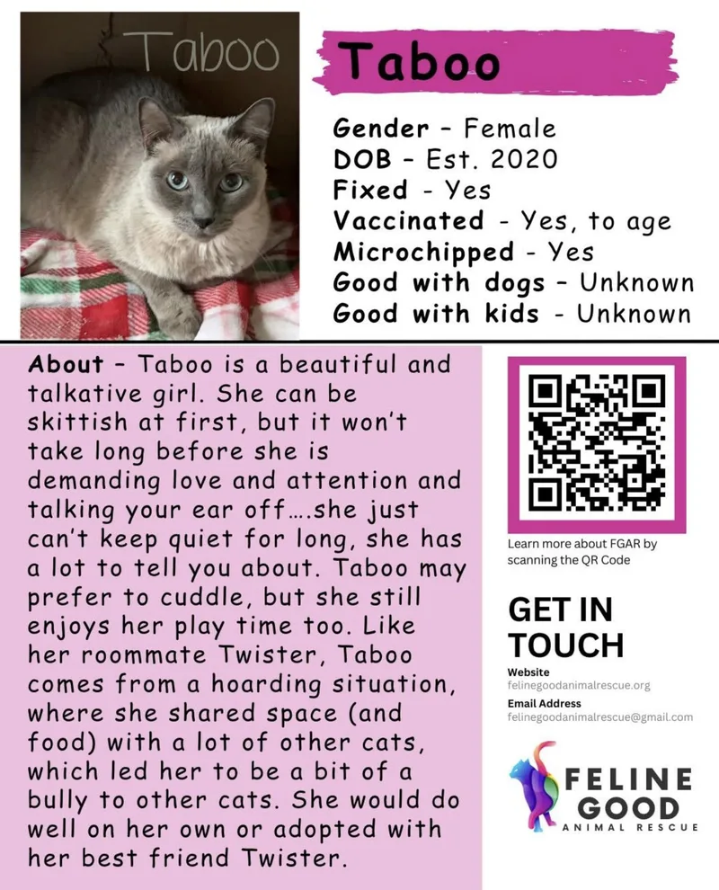 An adult large-sized female Blue Point Siamese cat named Taboo for adoption in Eugene, OR