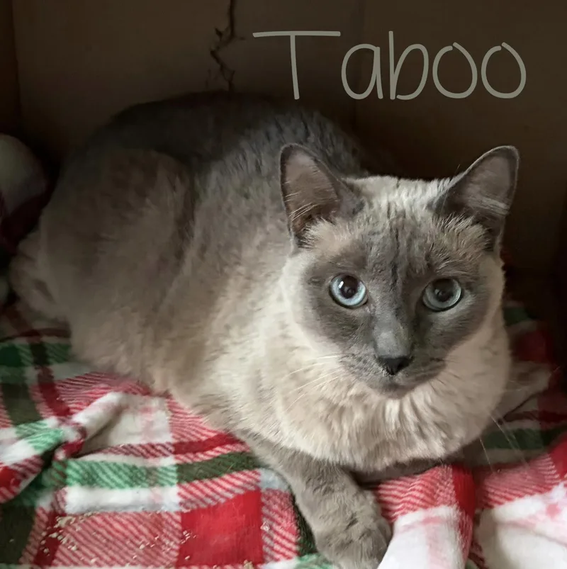 Taboo thumbnail 3