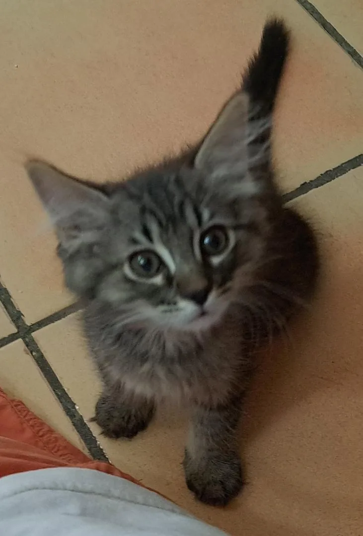 A baby small-sized male Maine Coon cat named Honey Bonded To Sonny for adoption in Phoenix, AZ