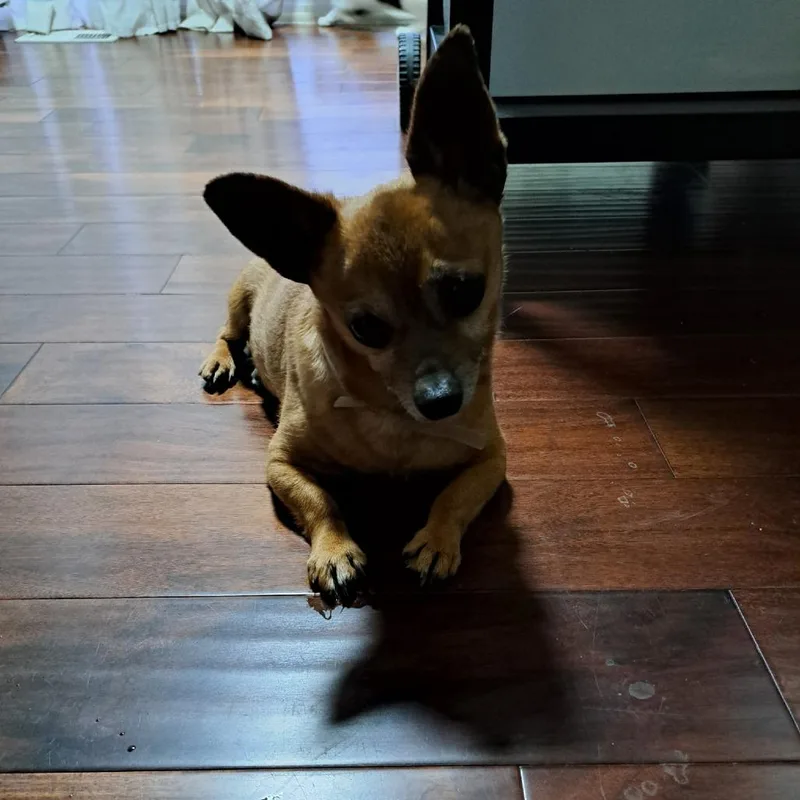 Woody