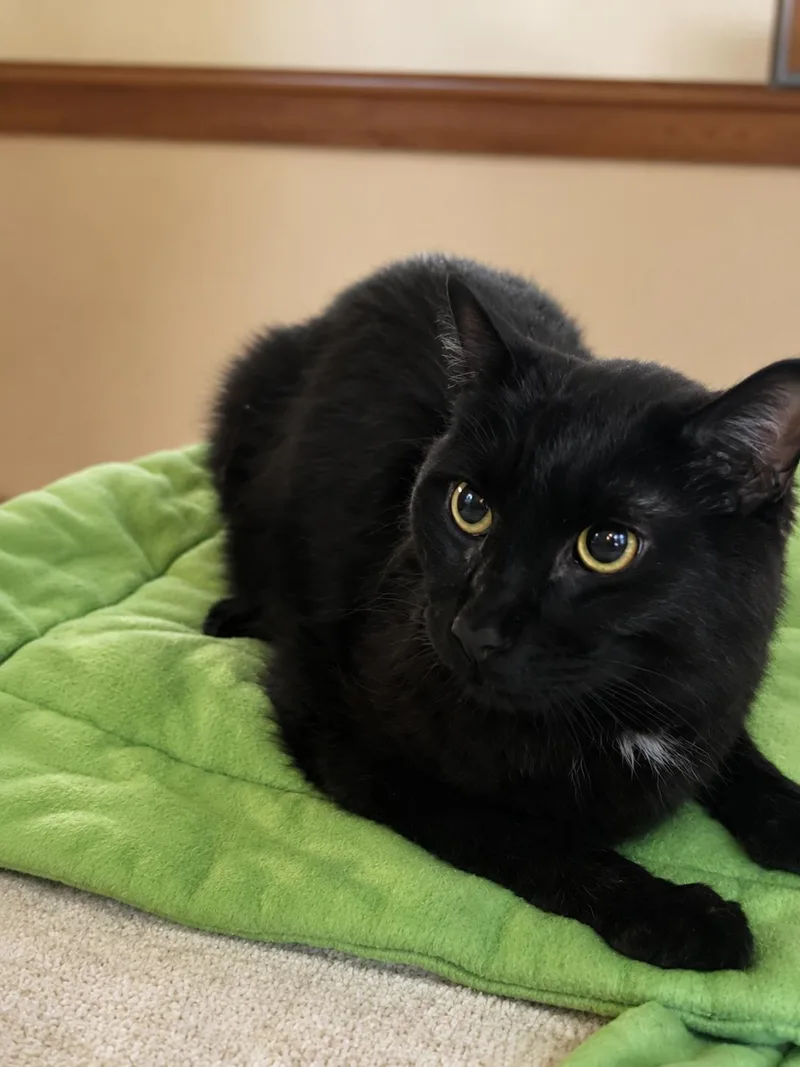A senior medium-sized male Black Domestic Short Hair cat named Bruno for adoption in Lacon, IL