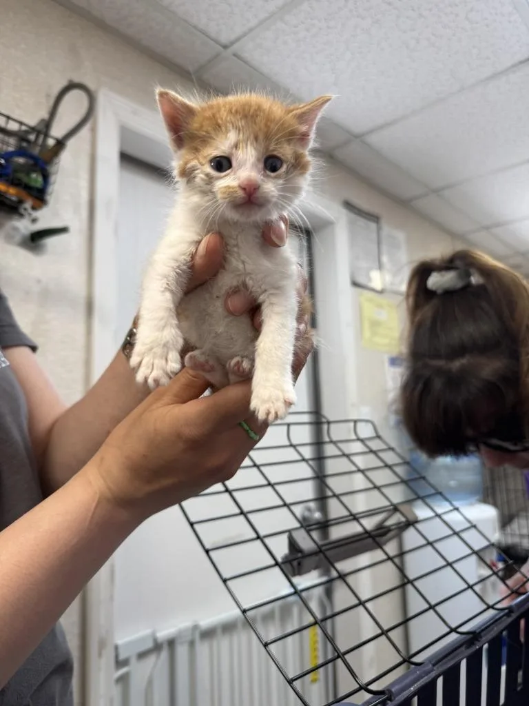 A baby medium-sized male Domestic Short Hair cat named Samson for adoption in Pomona, NY