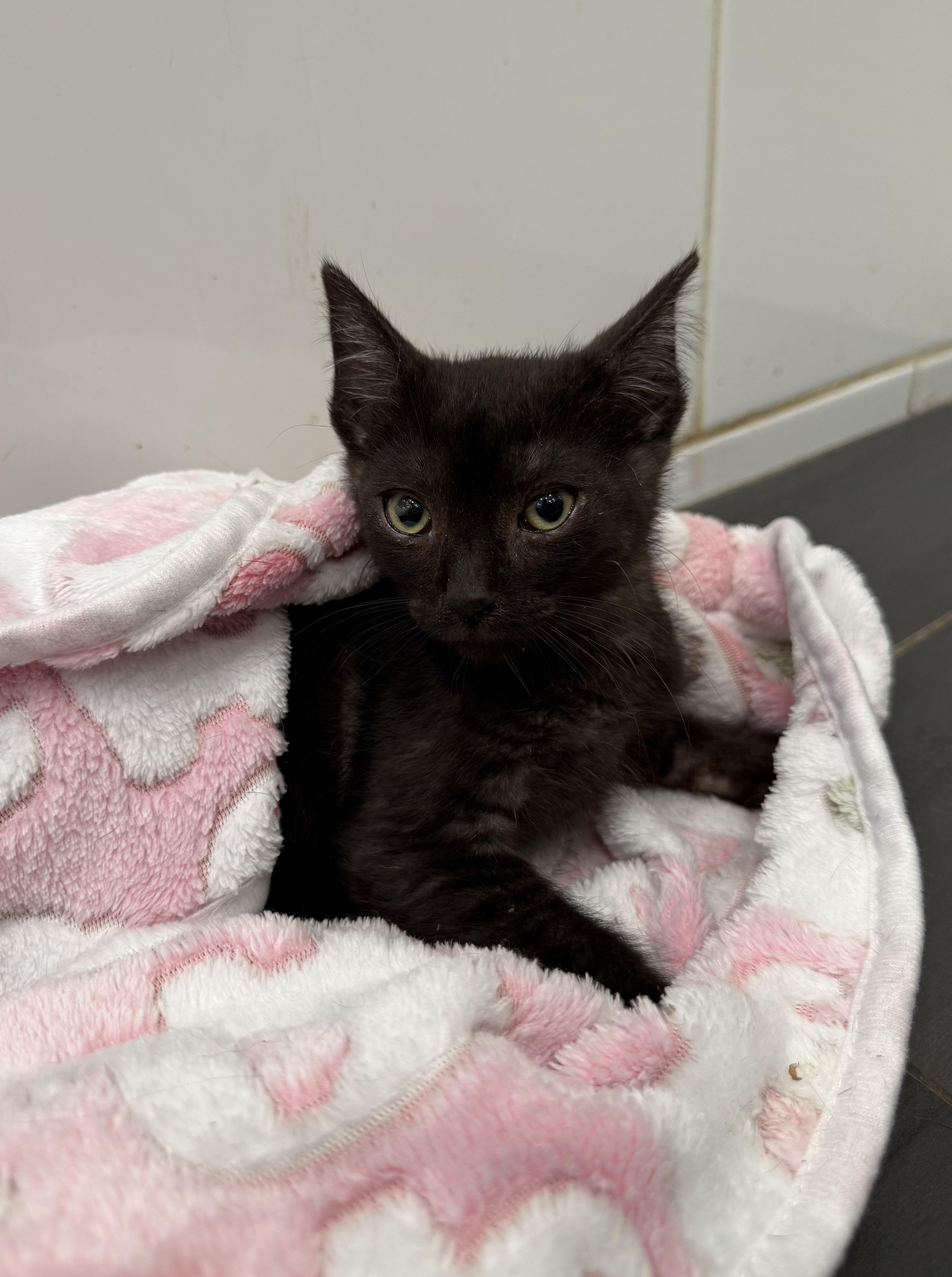 A baby small-sized male Domestic Short Hair cat named Lucky for adoption in Tracy, CA
