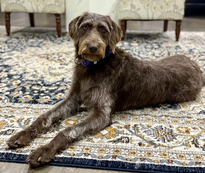 A young large-sized female Poodle dog named Lottie for adoption in Dunwoody, GA