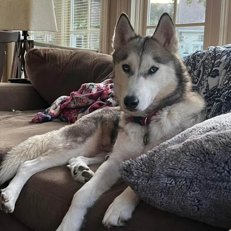 An adult small-sized female Siberian Husky dog named Sabrina for adoption in Rogersville, MO