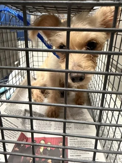 An adult small-sized female Rat Terrier dog named A for adoption in Pasadena, TX