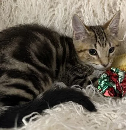 A baby small-sized male Domestic Short Hair cat named Tempo for adoption in Conway, SC