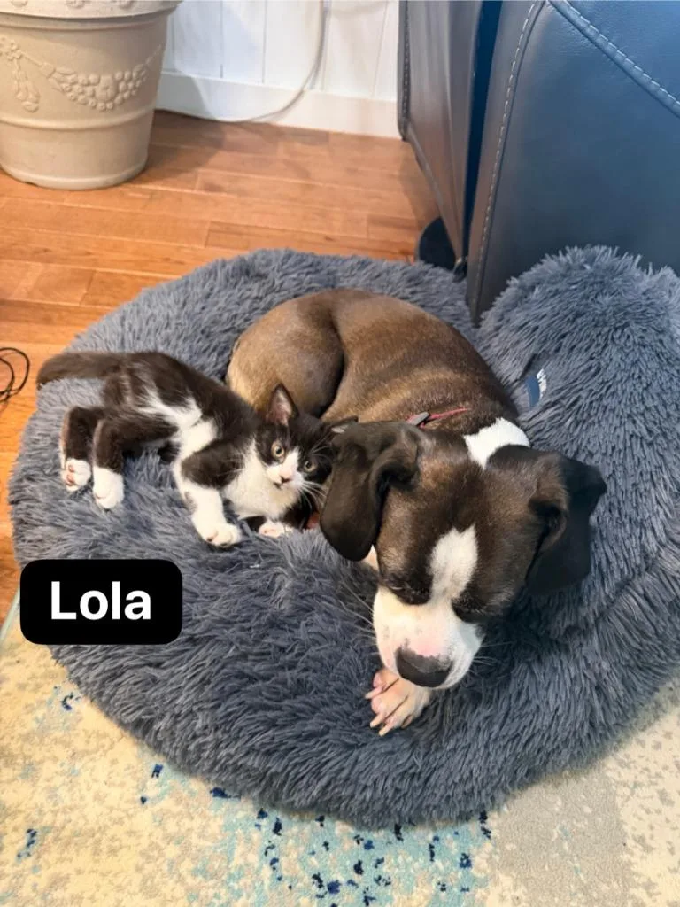 A baby medium-sized female Domestic Short Hair cat named Lola for adoption in Johnson City, TN