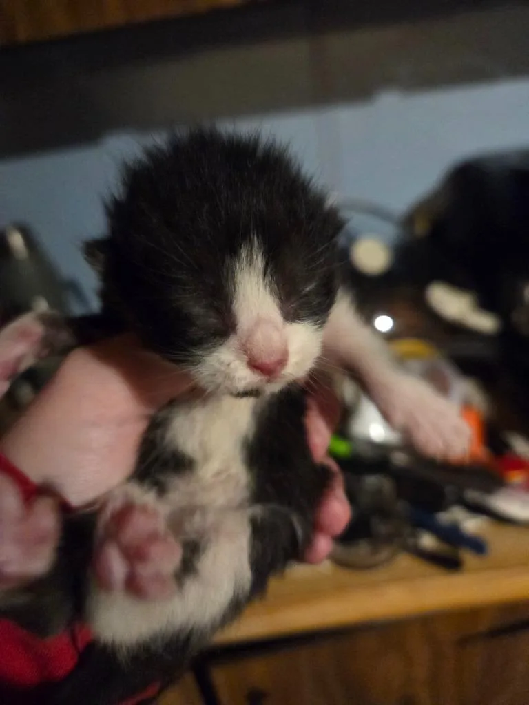 Lola thumbnail 2
