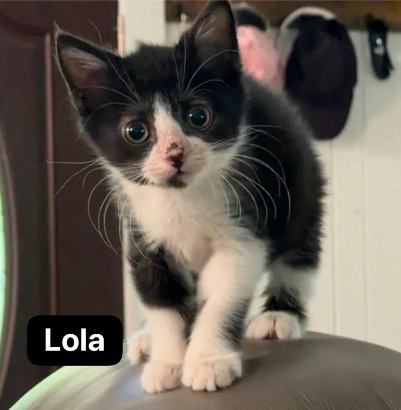 Lola thumbnail 3