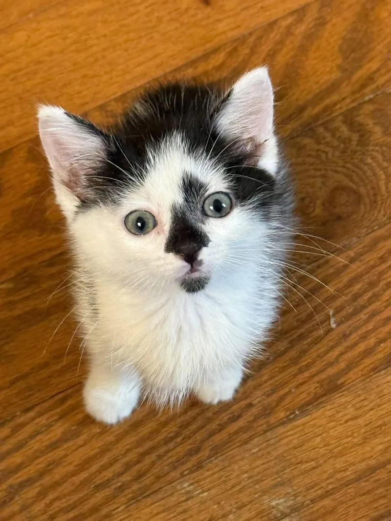 A baby medium-sized female Tuxedo cat named Nomad for adoption in Mattoon, IL