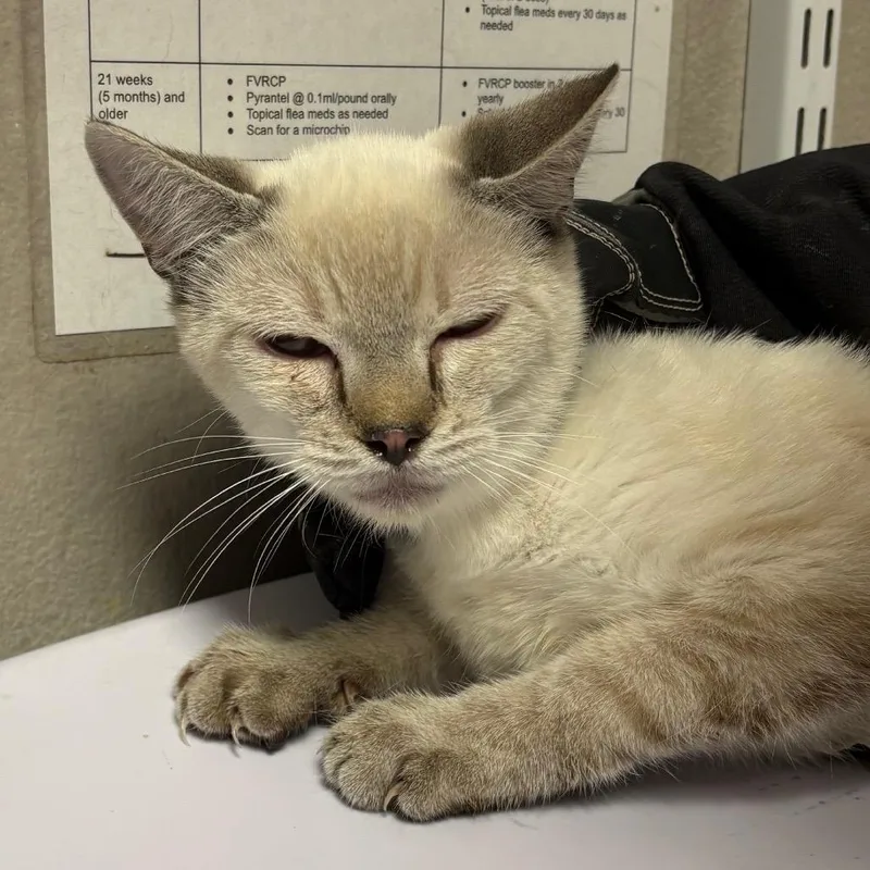 An adult medium-sized male Domestic Short Hair cat named Grillo for adoption in Yuma, AZ