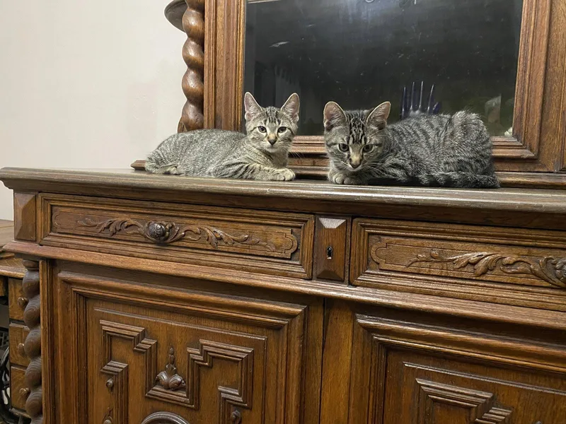 A young medium-sized male Domestic Short Hair cat named August for adoption in McKinney, TX