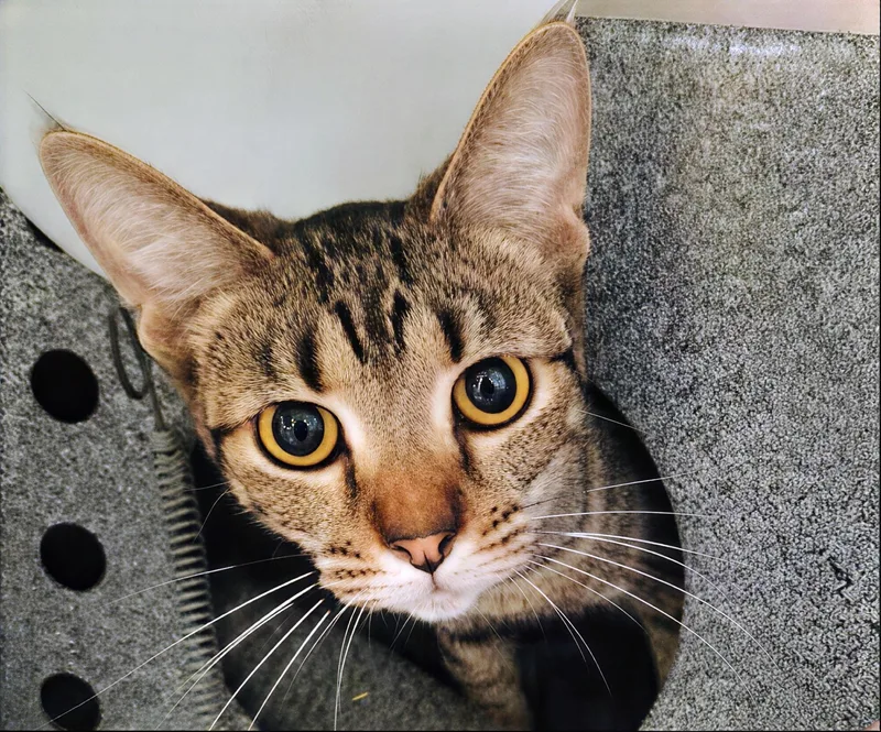 A young small-sized female Tabby (Gray / Blue / Silver) Domestic Short Hair cat named Carabiner for adoption in Nashville, TN