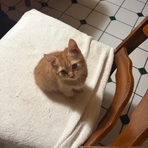 A baby small-sized male Orange / Red Domestic Short Hair cat named Baby for adoption in Newark, NJ