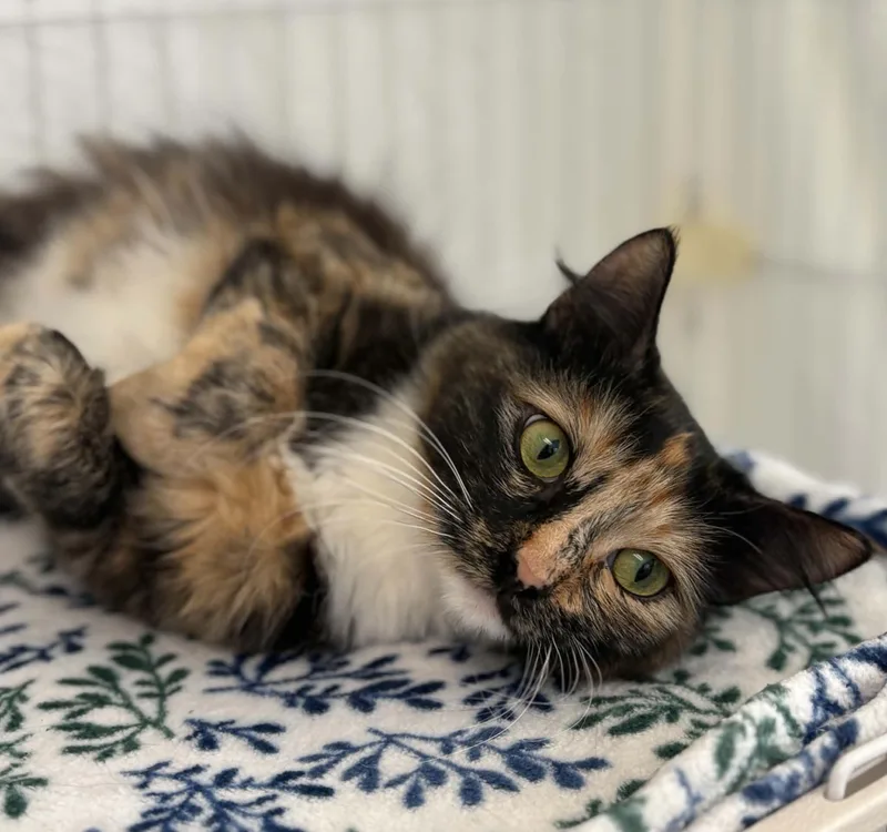 A young medium-sized female Domestic Medium Hair cat named Phoenix for adoption in Grants Pass, OR