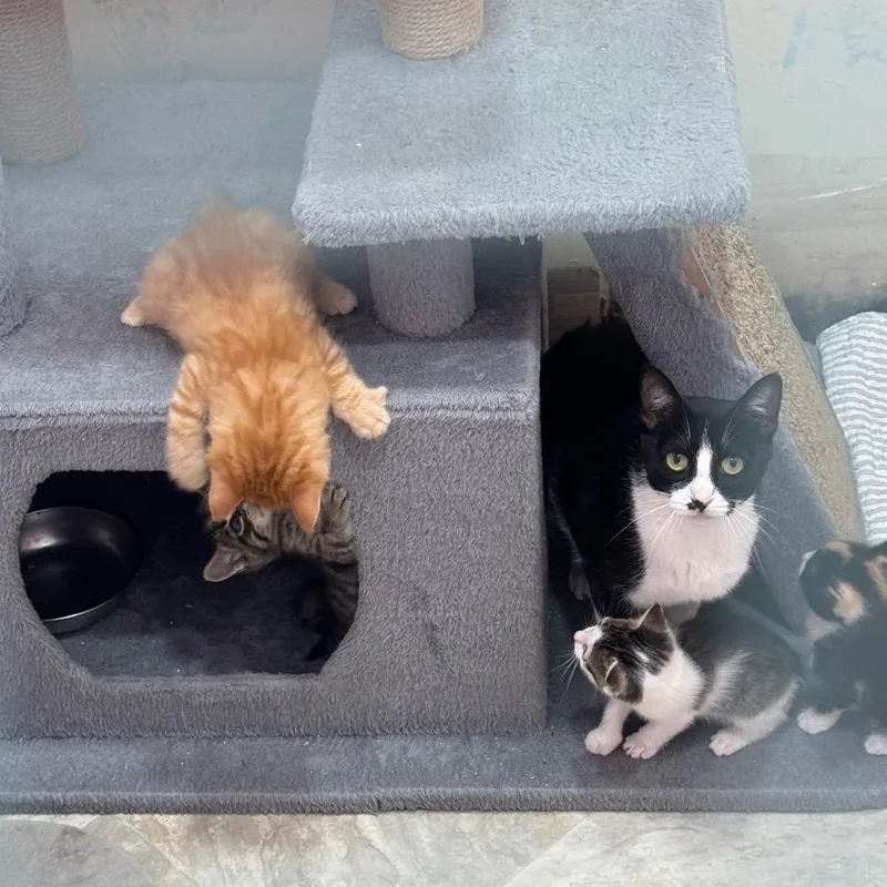 An adult small-sized female Black Domestic Short Hair cat named Tina for adoption in San Pablo, CA