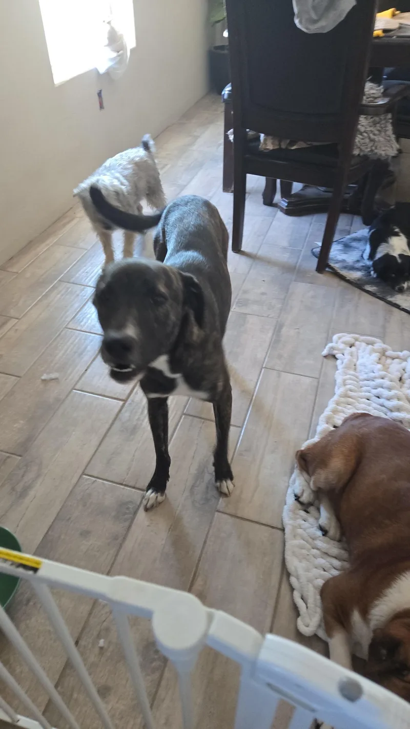 An adult large-sized male Brindle Greyhound dog named Logan for adoption in MISSION, TX