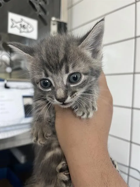 A baby small-sized female Domestic Short Hair cat named Jean Grey for adoption in Pearland, TX