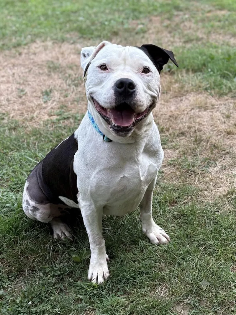 An adult medium-sized male American Staffordshire Terrier dog named Duke for adoption in Spring Lake, NJ