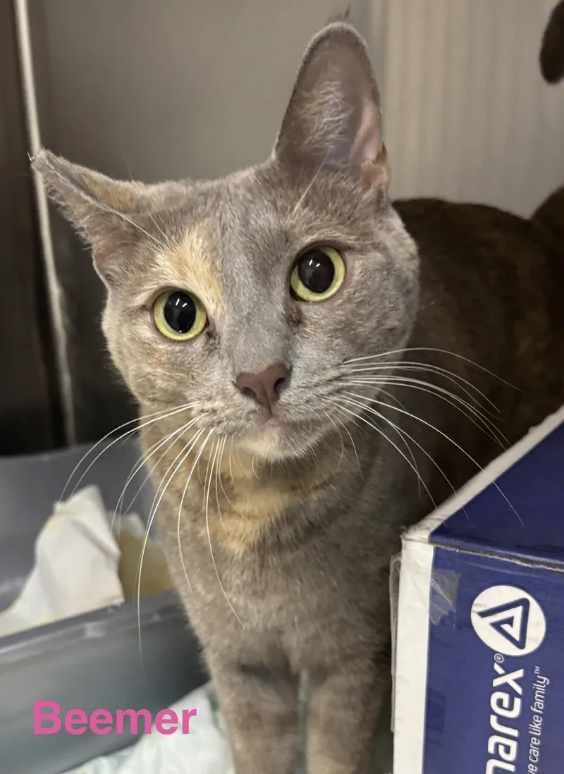 An adult medium-sized female Dilute Tortoiseshell cat named Beemer for adoption in Las Vegas, NV
