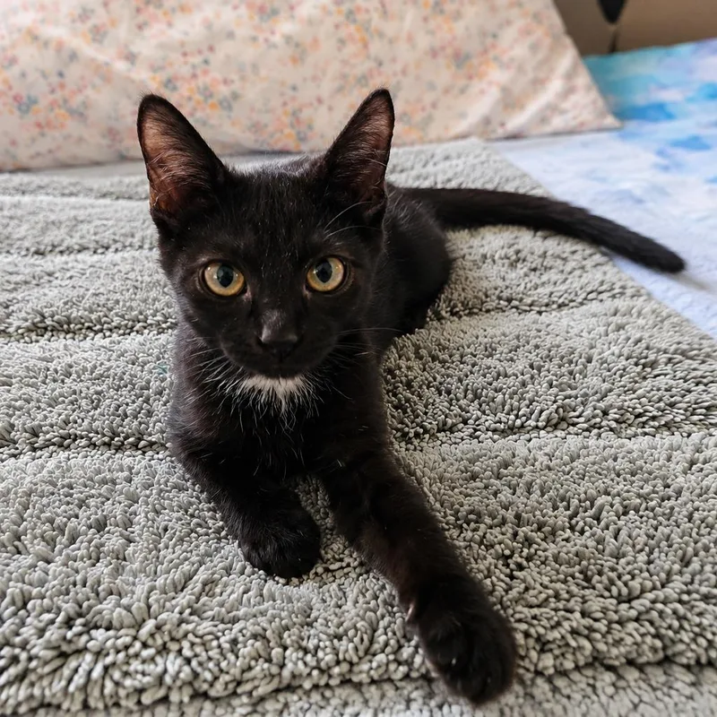 A baby medium-sized female Black & White / Tuxedo Domestic Short Hair cat named Patty for adoption in Houston, TX